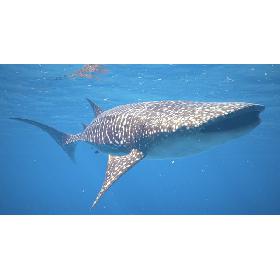 Whale Shark Rigged